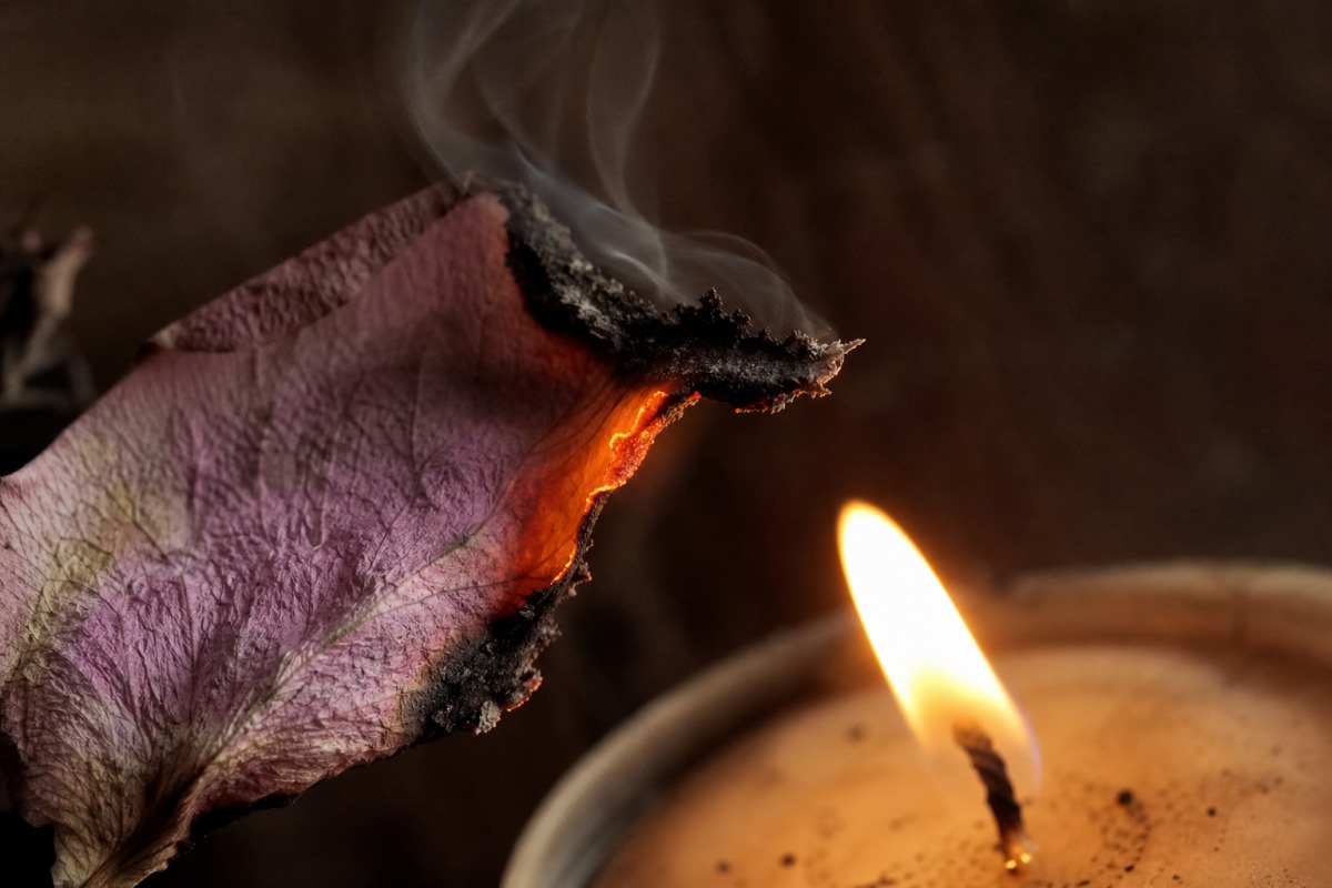 Macro du bord d'un pétale de rose séché qui se carbonise et fume au contact de la flamme de la bougie